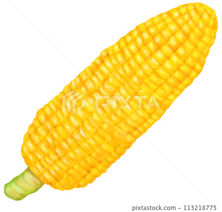 Peeled corn illustration 113218775