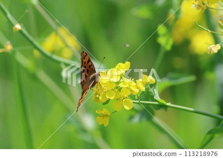 逗號吮吸油菜花的花蜜 113218976