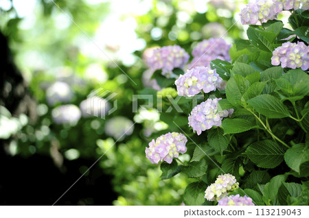 Hydrangea in the neighborhood 113219043