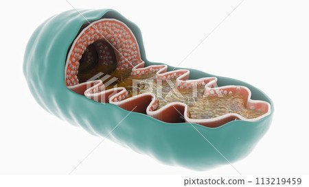 3D Rendering of a Mitochondrial Powerhouse 113219459