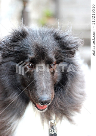 一隻狗散步時看著你 一隻狗散步時看著你 113219510