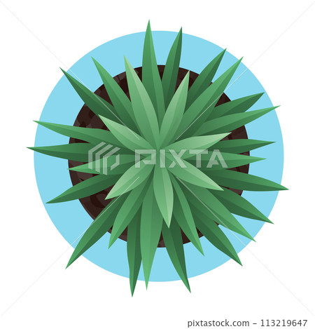 Plant top view in pot. Vector cactus, green leaves, home plant. Interior house gardening design. Isolated flower on white background Plant top view in pot. Vector cactus, green leaves, home plant. Interior house gardening design. Isolated flower on white background 113219647