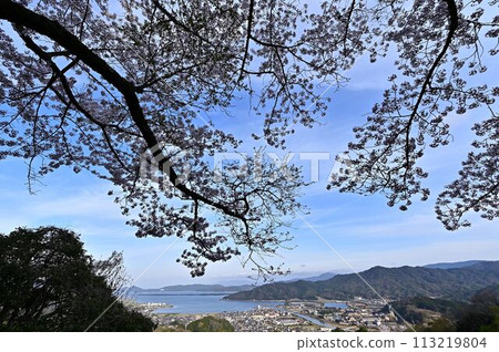 Amanohashidate in spring with cherry blossoms in bloom Amanohashidate in spring with cherry blossoms in bloom 113219804