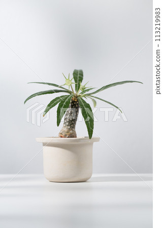 Dorstenia foetida variegata 113219983