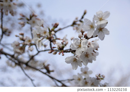 櫻花和芽 113220238