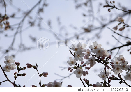 櫻花在黃昏的天空中閃耀 櫻花在黃昏的天空中閃耀 113220240