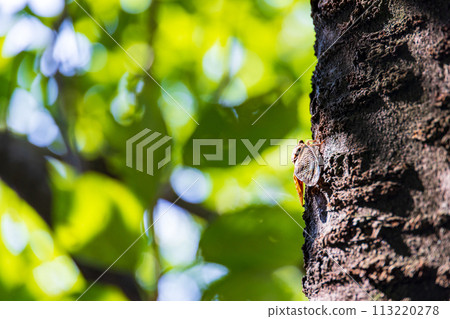 A brown cicada perches on a cherry tree with lush green leaves in early summer 113220278
