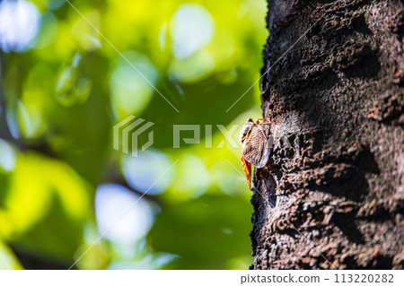 A brown cicada perches on a cherry tree with lush green leaves in early summer 113220282
