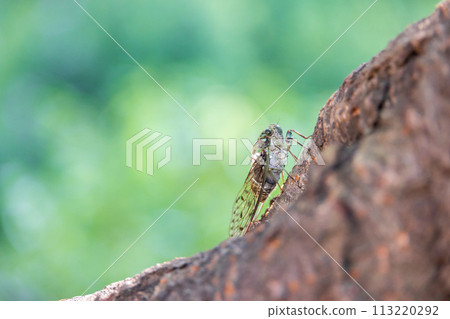 A brown cicada perches on a cherry tree with lush green leaves in early summer A brown cicada perches on a cherry tree with lush green leaves in early summer 113220292