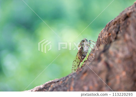 A brown cicada perches on a cherry tree with lush green leaves in early summer A brown cicada perches on a cherry tree with lush green leaves in early summer 113220293