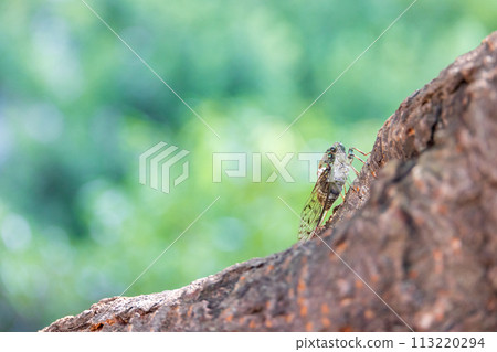 初夏，一隻棕色的蟬棲息在綠葉茂盛的櫻桃樹上 113220294