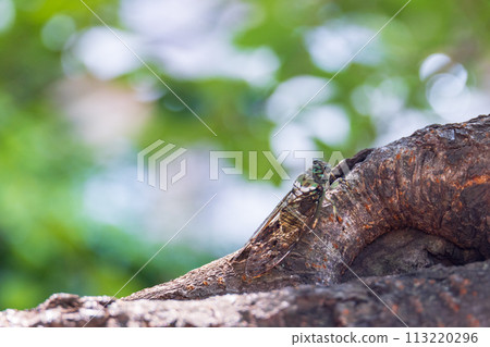 A brown cicada perches on a cherry tree with lush green leaves in early summer 113220296