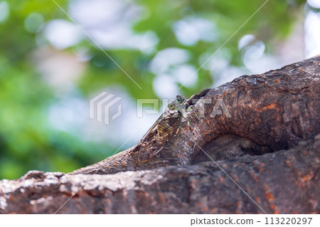 A brown cicada perches on a cherry tree with lush green leaves in early summer A brown cicada perches on a cherry tree with lush green leaves in early summer 113220297