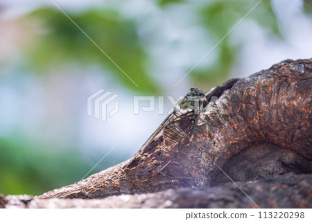 A brown cicada perches on a cherry tree with lush green leaves in early summer A brown cicada perches on a cherry tree with lush green leaves in early summer 113220298