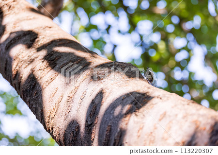 初夏，一隻棕色的蟬棲息在綠葉茂盛的櫻桃樹上 113220307