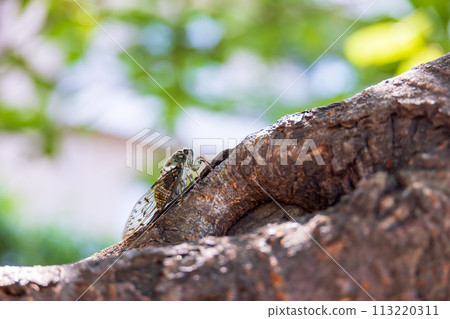 A brown cicada perches on a cherry tree with lush green leaves in early summer 113220311