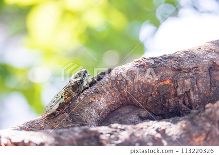 A brown cicada perches on a cherry tree with lush green leaves in early summer 113220326