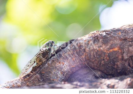 A brown cicada perches on a cherry tree with lush green leaves in early summer 113220332