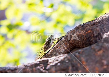 A brown cicada perches on a cherry tree with lush green leaves in early summer A brown cicada perches on a cherry tree with lush green leaves in early summer 113220342