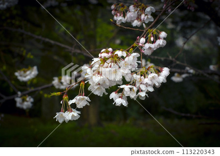Cherry trees wet with rain 113220343
