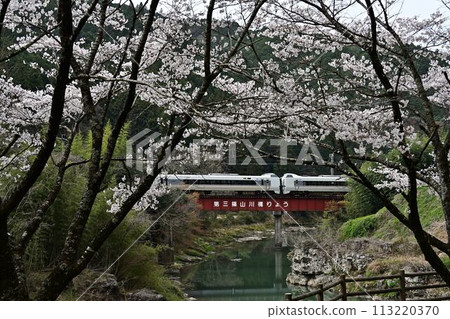 Kawashiro Park where cherry blossoms bloom Kawashiro Park where cherry blossoms bloom 113220370