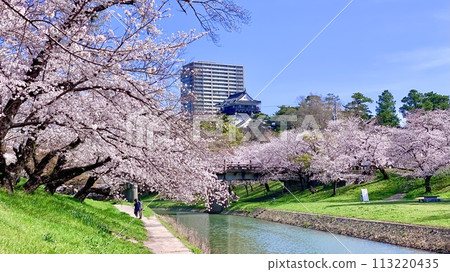 The blue sky and Okazaki Castle tower seen through the rows of cherry blossoms in full bloom (Okazaki Castle Park (right bank of the Iga River) / Okazaki City, Aichi Prefecture) 113220435