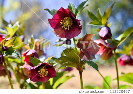 Renten Rose Renten Rose 113220467