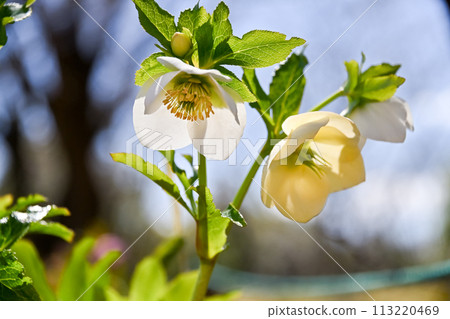 Renten Rose Renten Rose 113220469