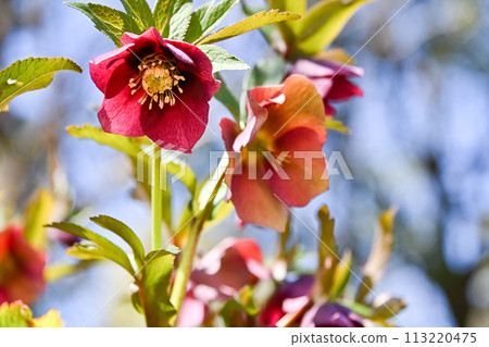 Renten Rose 113220475
