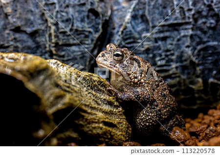 Macro of Southern Toad Macro of Southern Toad 113220578