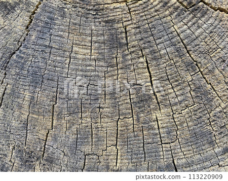 Old tree trunk background texture 113220909