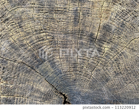 Old tree trunk background texture Old tree trunk background texture 113220912