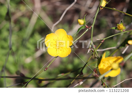 Yamaboki flowers 113221208