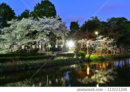 Sasayama castle ruins with cherry blossoms blooming Sasayama castle ruins with cherry blossoms blooming 113221209