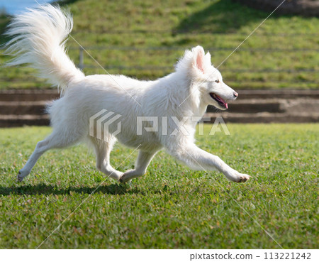 Albino running dog 113221242