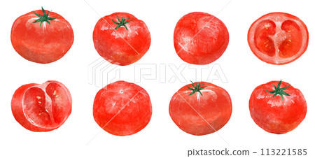 Illustration of tomato drawn in watercolor Illustration of tomato drawn in watercolor 113221585