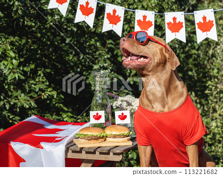 Cute dog, Canadian Flag and two delicious hamburgers 113221682