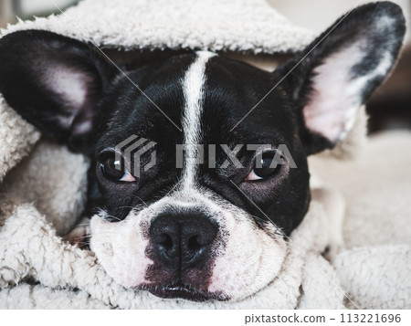 Cute puppy lying on the bed in the living room 113221696