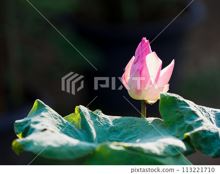 Bright tropical flowers and plants. Sunny, clear day Bright tropical flowers and plants. Sunny, clear day 113221710