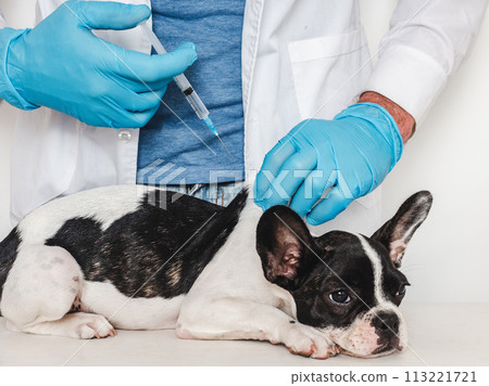 Cute puppy and veterinarian. Close-up, studio photo 113221721