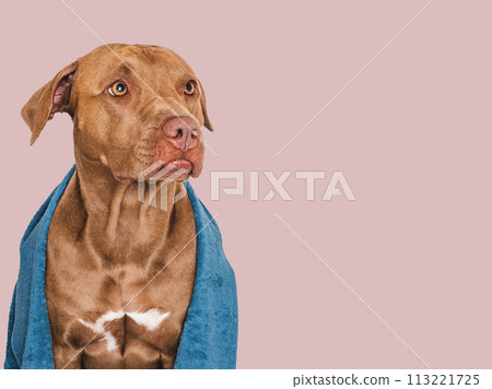 Cute brown dog and blue towel. Close-up Cute brown dog and blue towel. Close-up 113221725