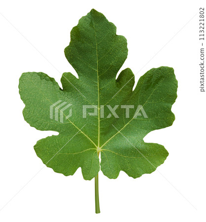 Green fig leaves isolated Green fig leaves isolated 113221802