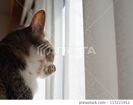 Cat looking outside by the window 113221912