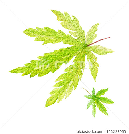 Set of green cannabis indica leaves painted in watercolor. Hand drawn marijuana illustration isolated on white Set of green cannabis indica leaves painted in watercolor. Hand drawn marijuana illustration isolated on white 113222063