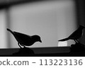 bird  113223136