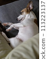 Jack Russell Terrier 113223137