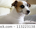 Jack Russell Terrier 113223138