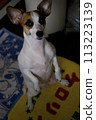 Jack Russell Terrier 113223139