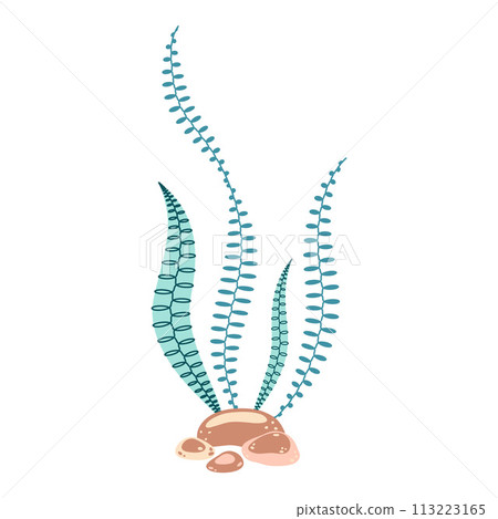 Seaweed. Hand drawn algae colorful seaweed. Modern flat illustration.  113223165