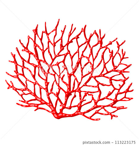 Illustration of sea coral. Marine life aquarium and water fauna. 113223175